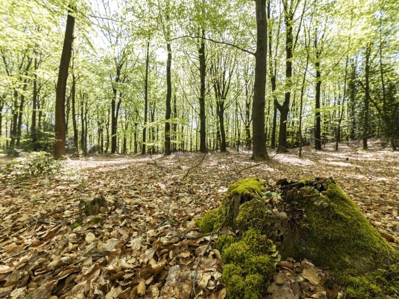 brinckerduyn wellness in appelscha buiten